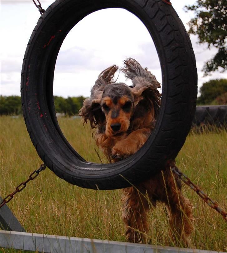 Cocker spaniel Carla billede 5