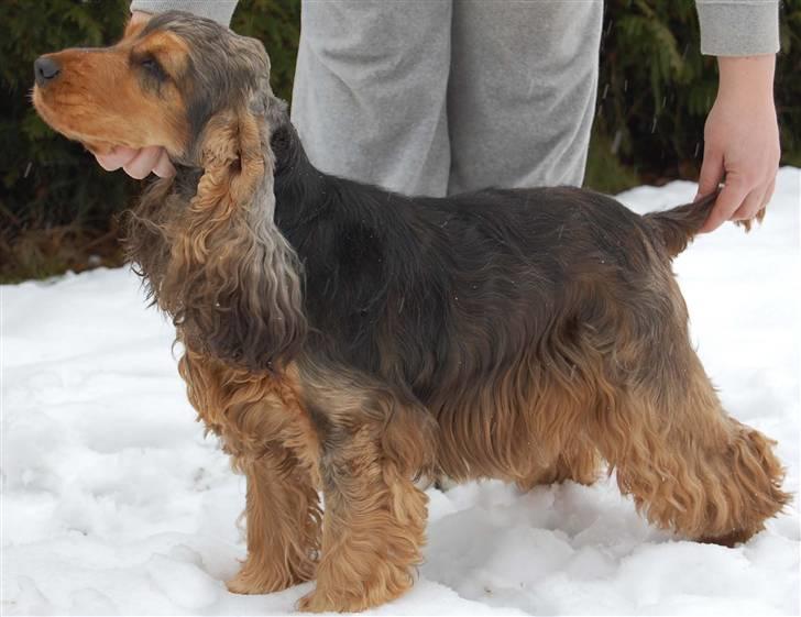 Cocker spaniel Carla billede 6