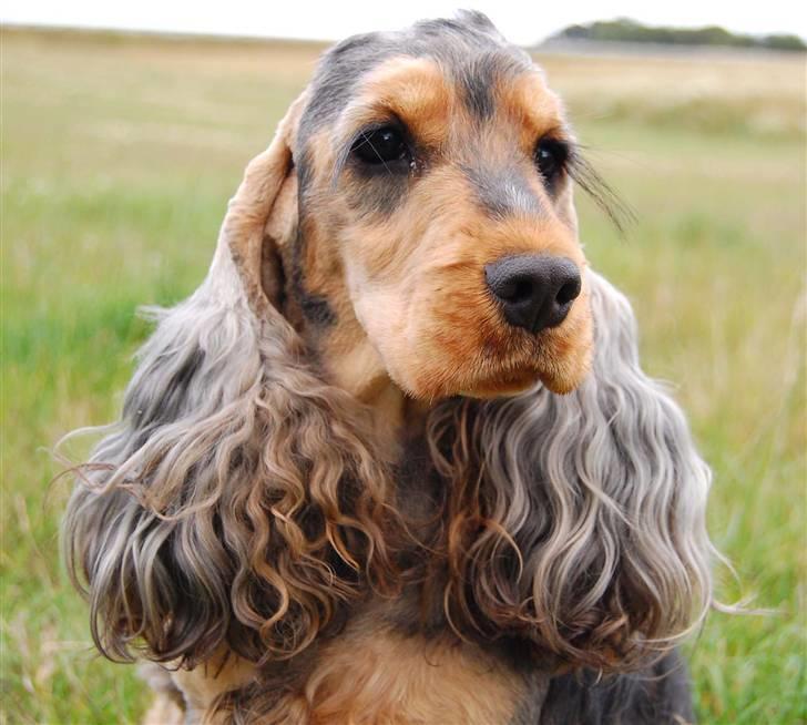 Cocker spaniel Carla billede 7