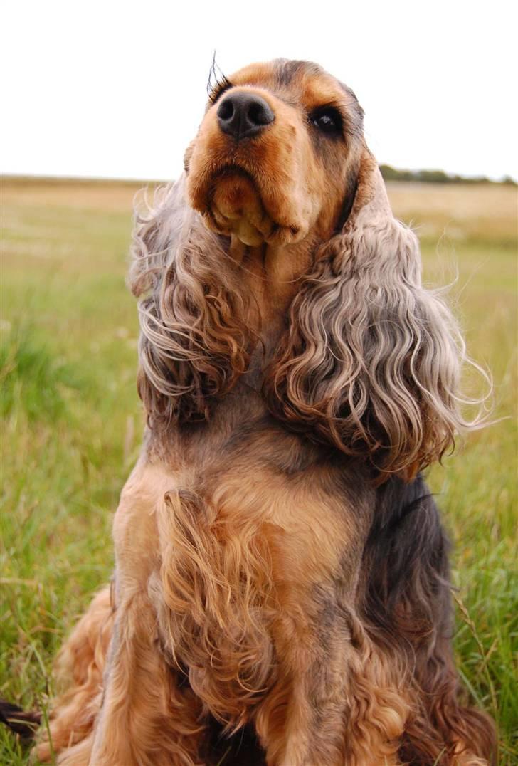 Cocker spaniel Carla billede 8