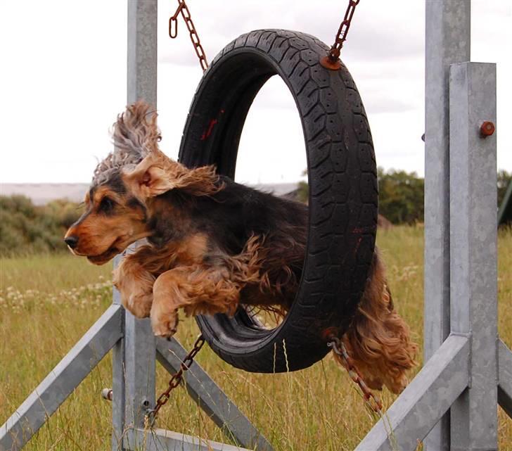 Cocker spaniel Carla billede 10