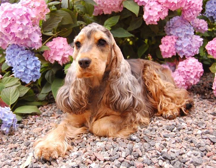 Cocker spaniel Carla billede 11