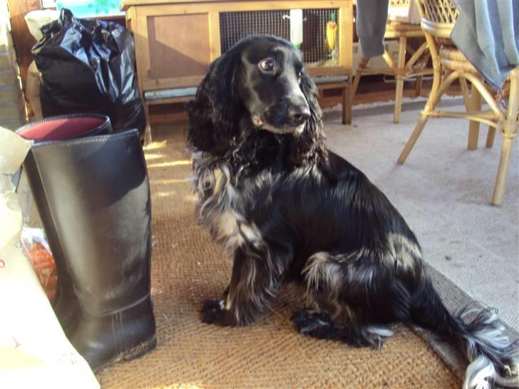 Cocker spaniel tøffe  billede 4