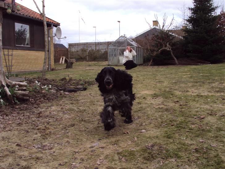 Cocker spaniel tøffe  billede 5