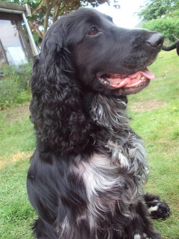 Cocker spaniel tøffe  billede 6