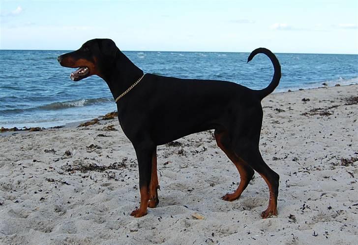 Dobermann Black Ballerina Cody billede 8