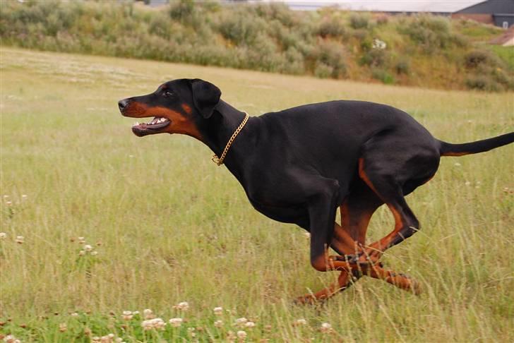 Dobermann Black Ballerina Cody billede 9