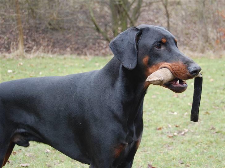 Dobermann Black Ballerina Cody billede 10