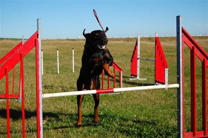 Dobermann Black Ballerina Cody billede 11