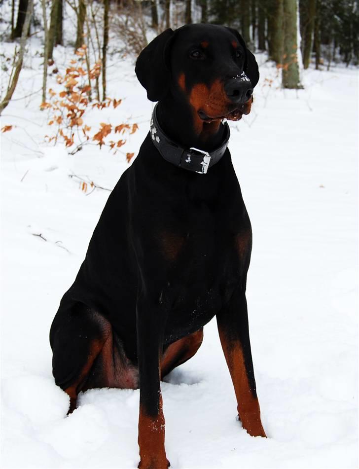 Dobermann Black Ballerina Cody billede 12