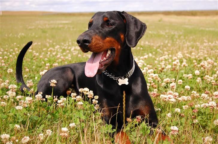Dobermann Black Ballerina Cody billede 13