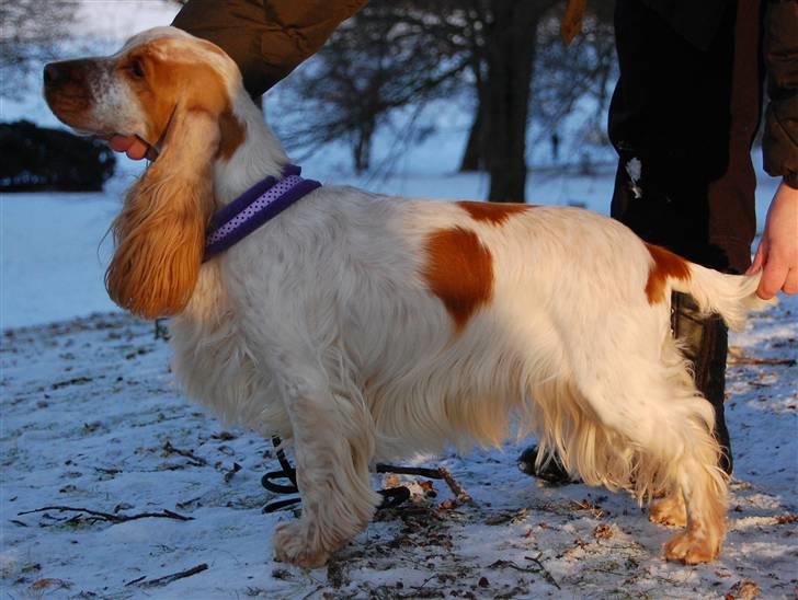 Cocker spaniel Magic Mace Hot Fudge billede 9