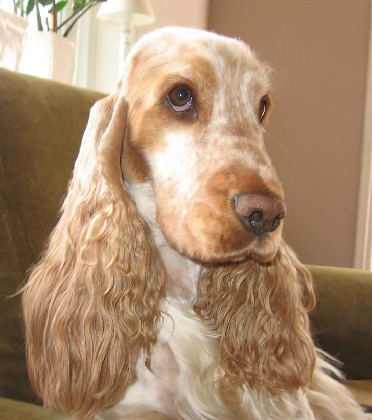 Cocker spaniel Magic Mace Hot Fudge billede 10