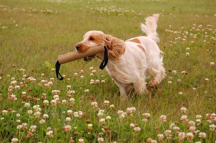 Cocker spaniel Magic Mace Hot Fudge billede 11