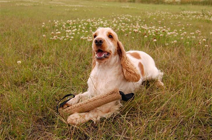 Cocker spaniel Magic Mace Hot Fudge billede 12