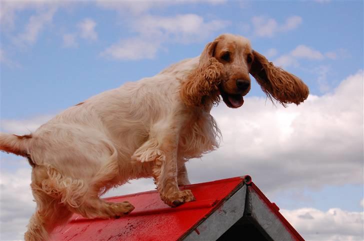 Cocker spaniel Magic Mace Hot Fudge billede 13