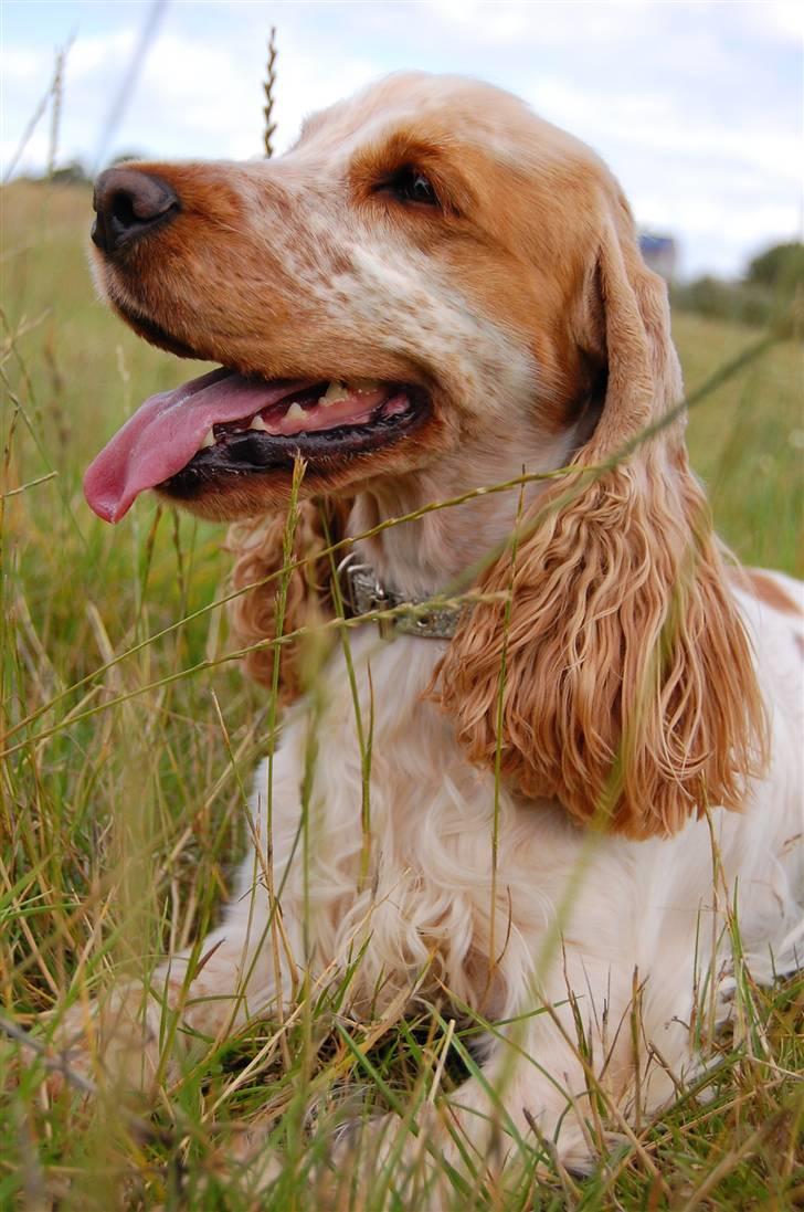 Cocker spaniel Magic Mace Hot Fudge billede 14