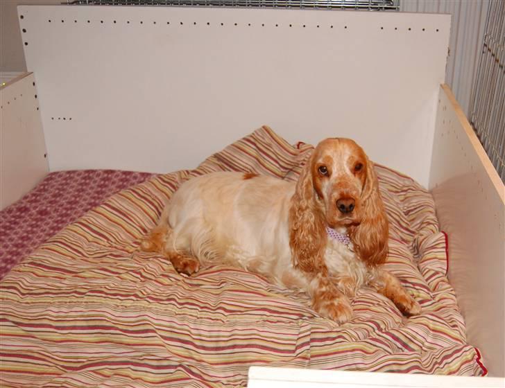 Cocker spaniel Magic Mace Hot Fudge billede 15