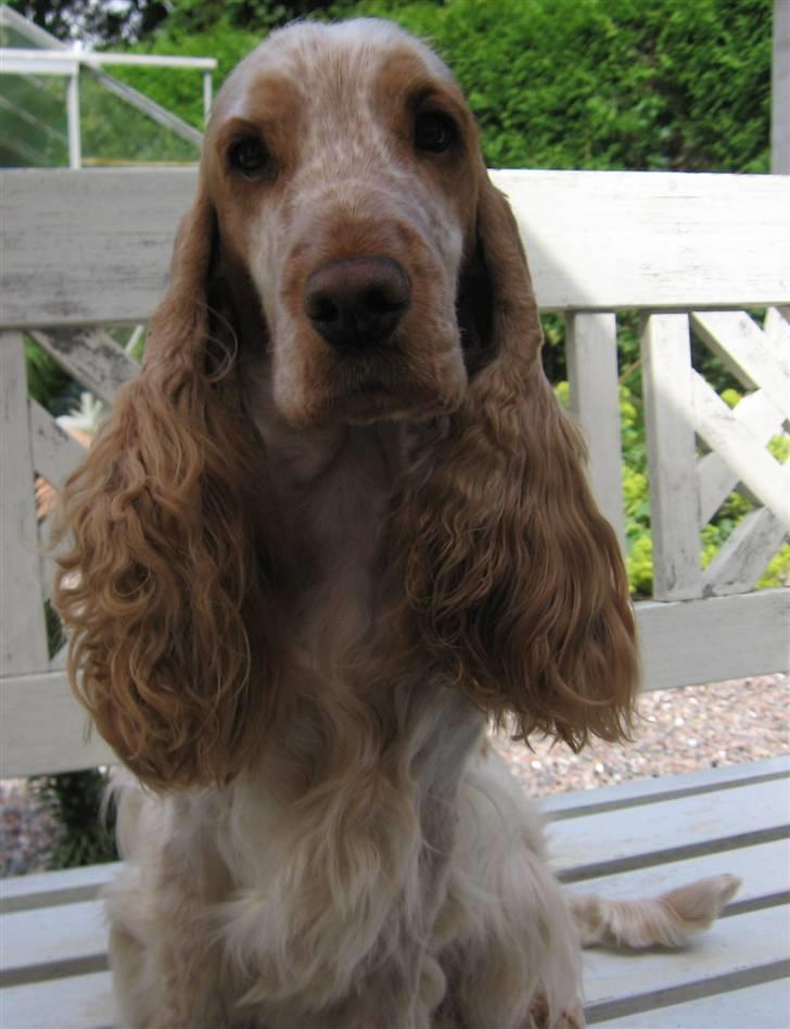 Cocker spaniel Magic Mace Hot Fudge billede 16