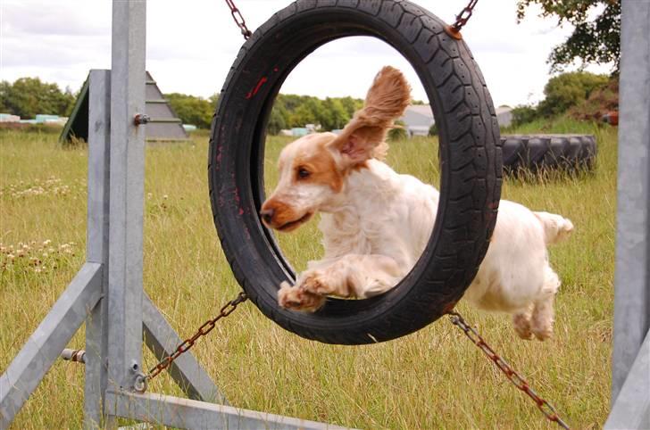 Cocker spaniel Magic Mace Hot Fudge billede 17