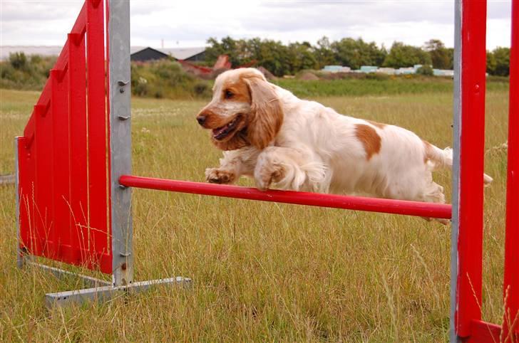 Cocker spaniel Magic Mace Hot Fudge billede 18