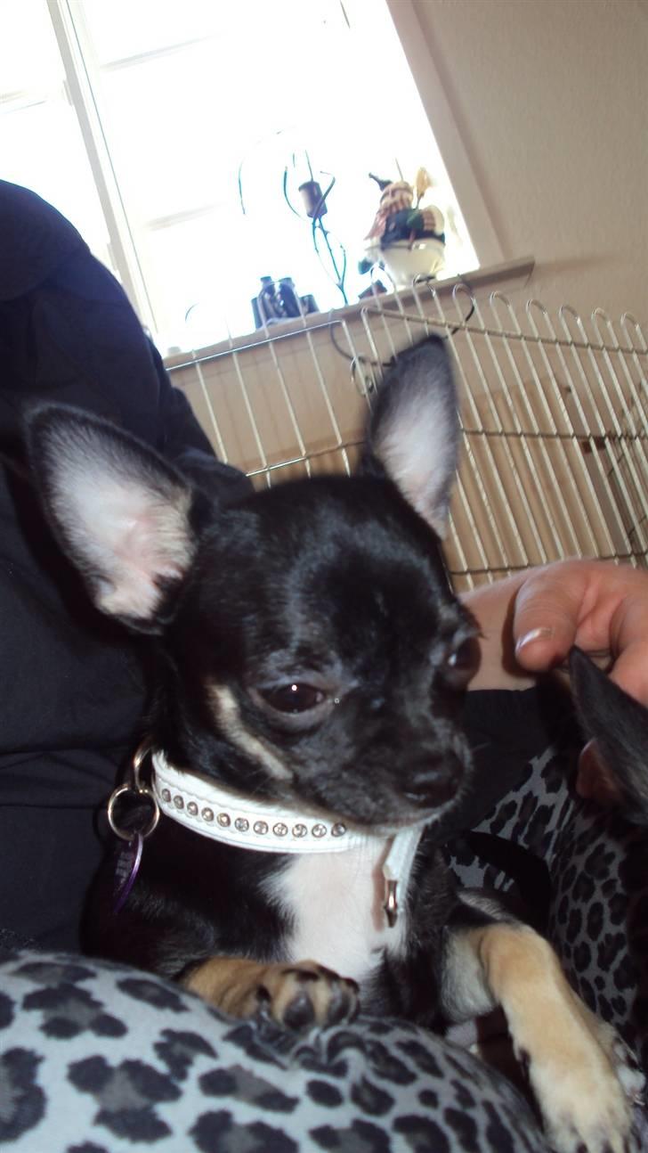 Chihuahua Annabell billede 17