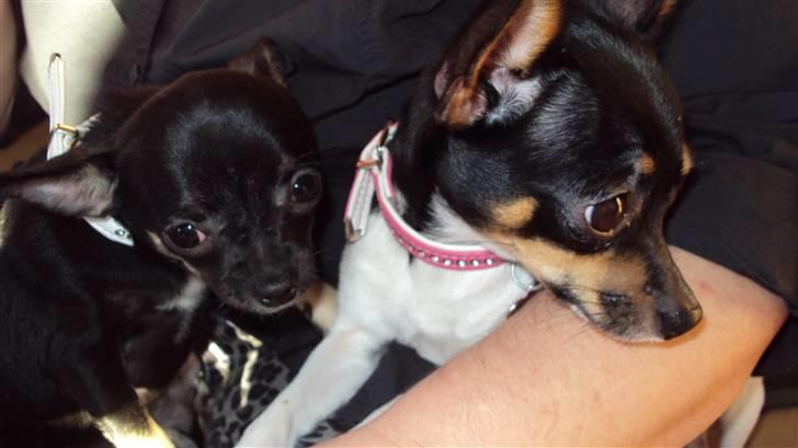 Chihuahua Annabell - chilie og bell billede 18