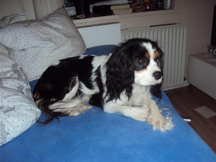 Cavalier king charles spaniel Nynne billede 1