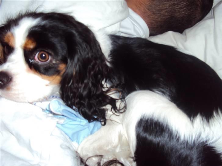 Cavalier king charles spaniel Nynne billede 2