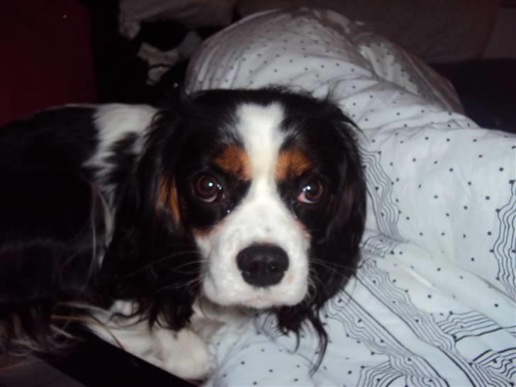 Cavalier king charles spaniel Nynne billede 3