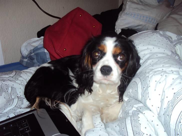 Cavalier king charles spaniel Nynne billede 4