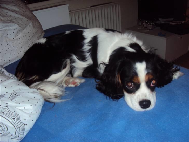 Cavalier king charles spaniel Nynne billede 5