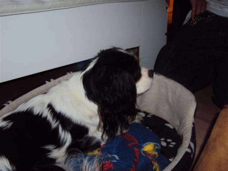 Cavalier king charles spaniel Nynne billede 6