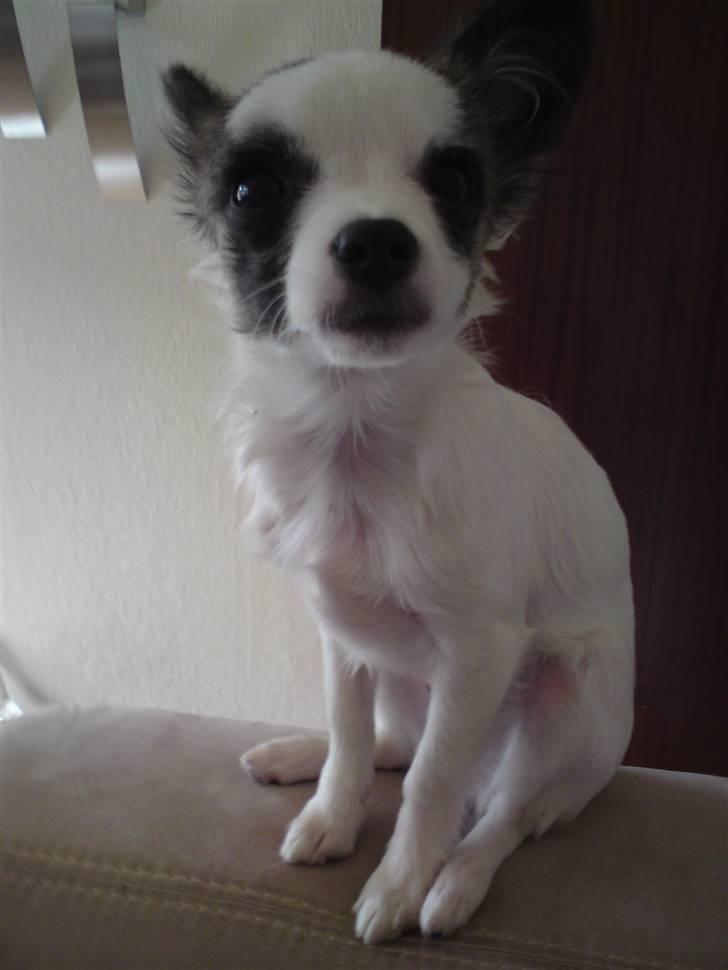 Chihuahua Pops billede 1