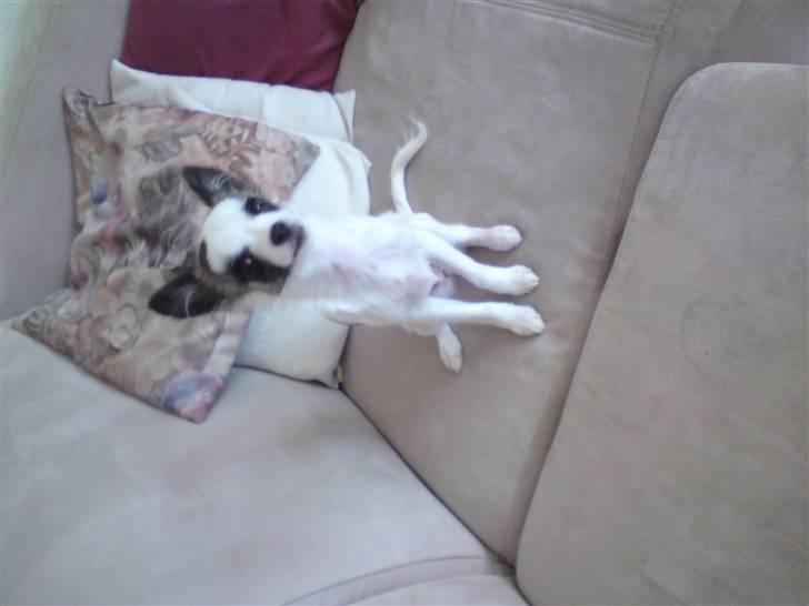 Chihuahua Pops billede 2