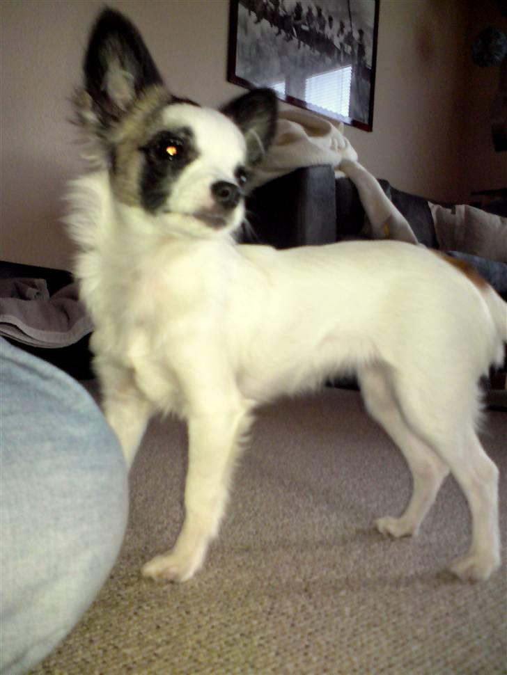 Chihuahua Pops billede 3