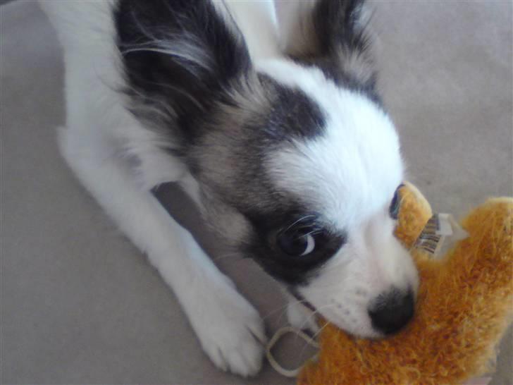 Chihuahua Pops billede 4