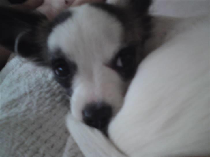 Chihuahua Pops billede 5