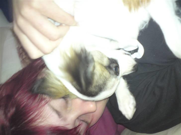 Chihuahua Pops billede 6