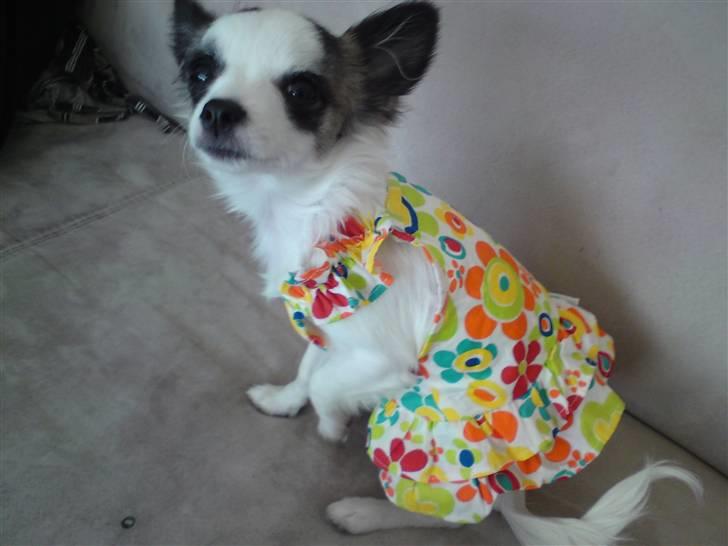 Chihuahua Pops billede 7