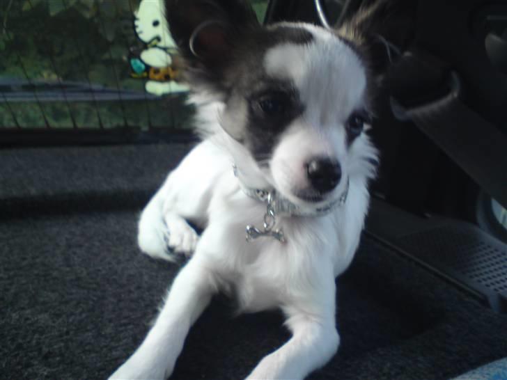 Chihuahua Pops billede 8