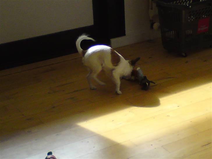 Chihuahua Pops billede 9