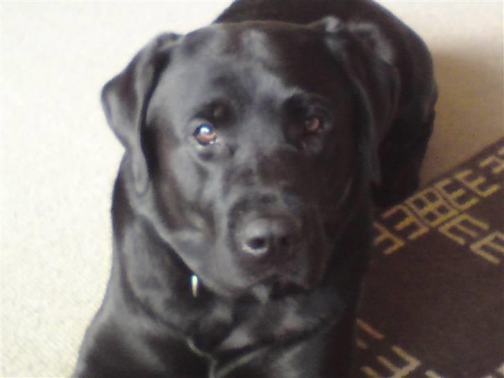 Labrador retriever Balder billede 1