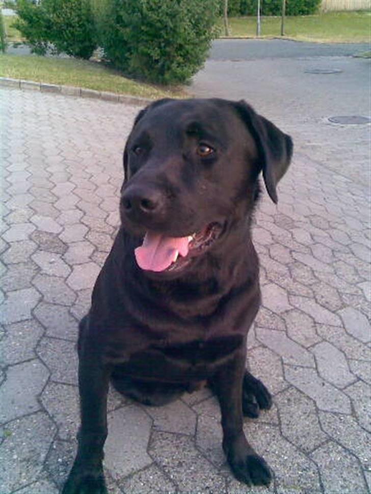 Labrador retriever Balder billede 2
