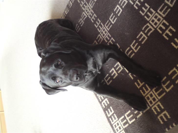 Labrador retriever Balder billede 3