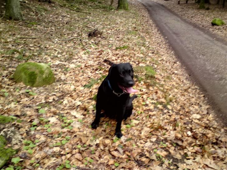 Labrador retriever Balder billede 4