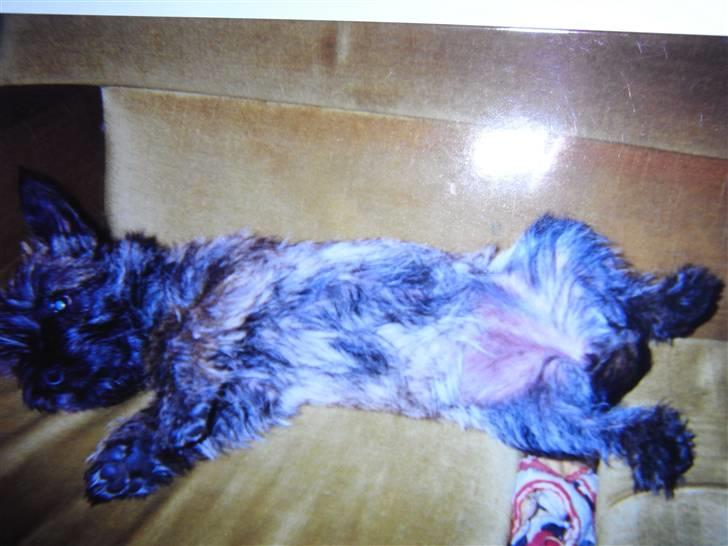 Cairn terrier Kastrup's Omarimo *RIP* billede 2