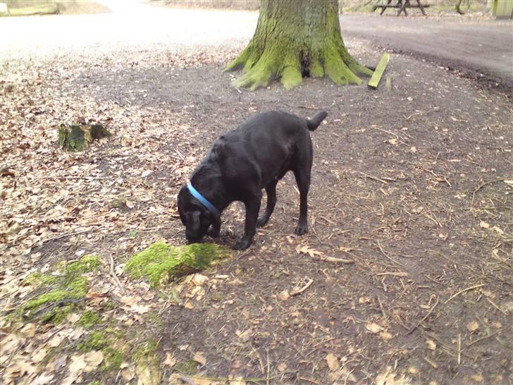 Labrador retriever Balder billede 5