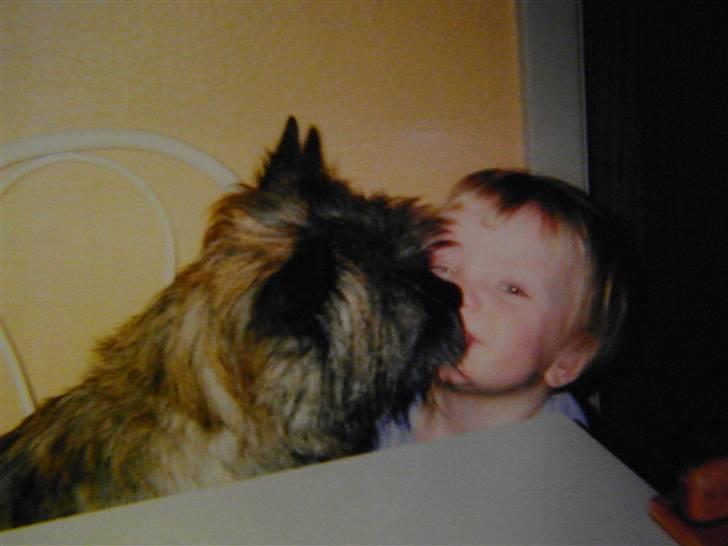Cairn terrier Kastrup's Omarimo *RIP* billede 3
