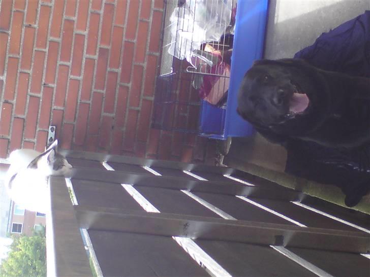 Labrador retriever Balder billede 6